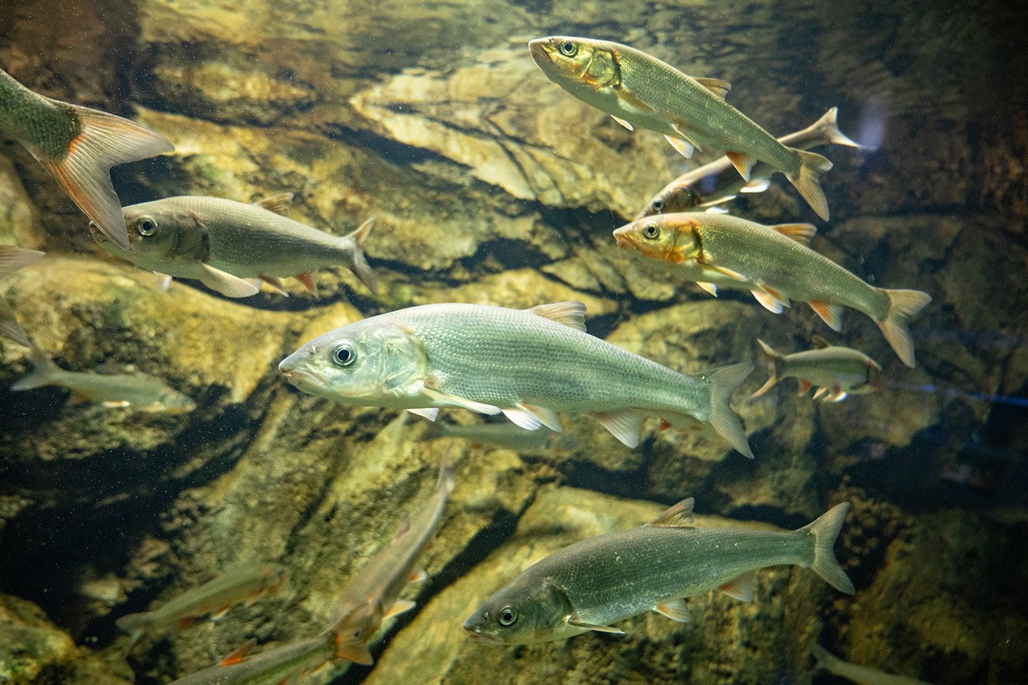 🐠 사이타마 수족관(사이타마 스이조쿠칸) 이미지 5